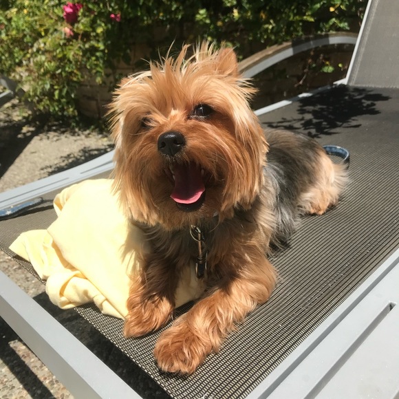 Meet your posher, Samantha! - Picture 3 of 4